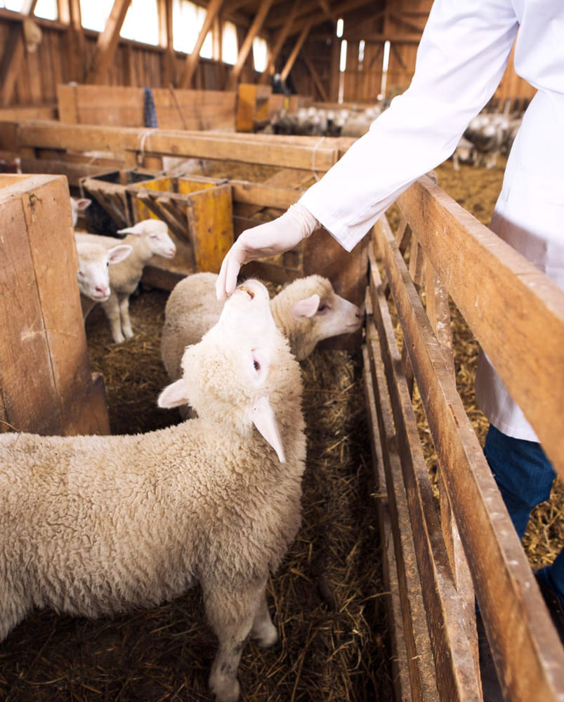 Veterinarios especialistas en salud y productividad ganadera